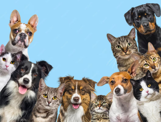 México avanza hacia una histórica ley que reconoce a los animales como seres sintientes