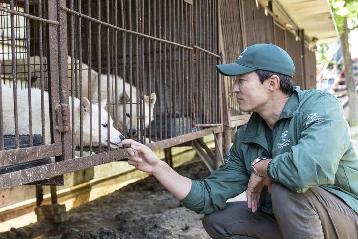 Corea del Sur ya cerró el 87% de las granjas de perros antes de la prohibición definitiva